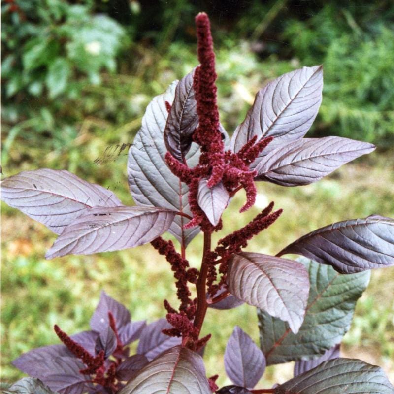 Green Amaranth & Red Amaranth(Terere/Muchicha) - Per Bunch