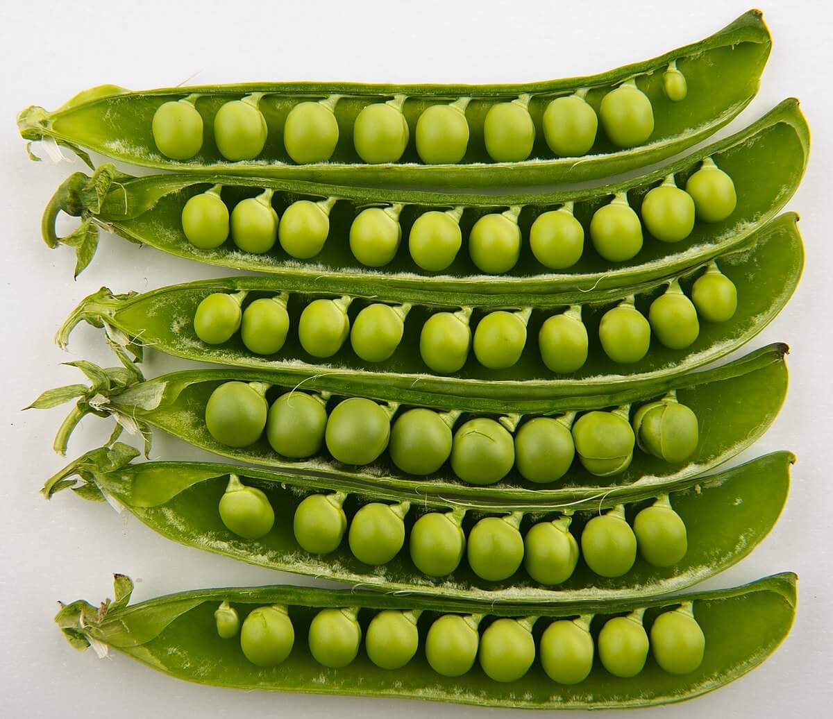 Fresh Shelled Peas - 1KG